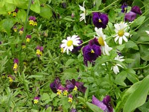 ����� ������