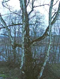 ��� � ������������ ��������