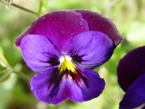 ������� ������