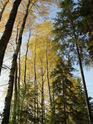 ������ ������