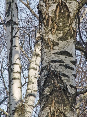 ������ ������